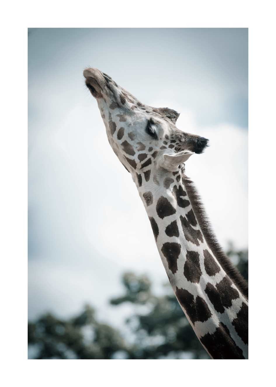 giraffen bilder und poster