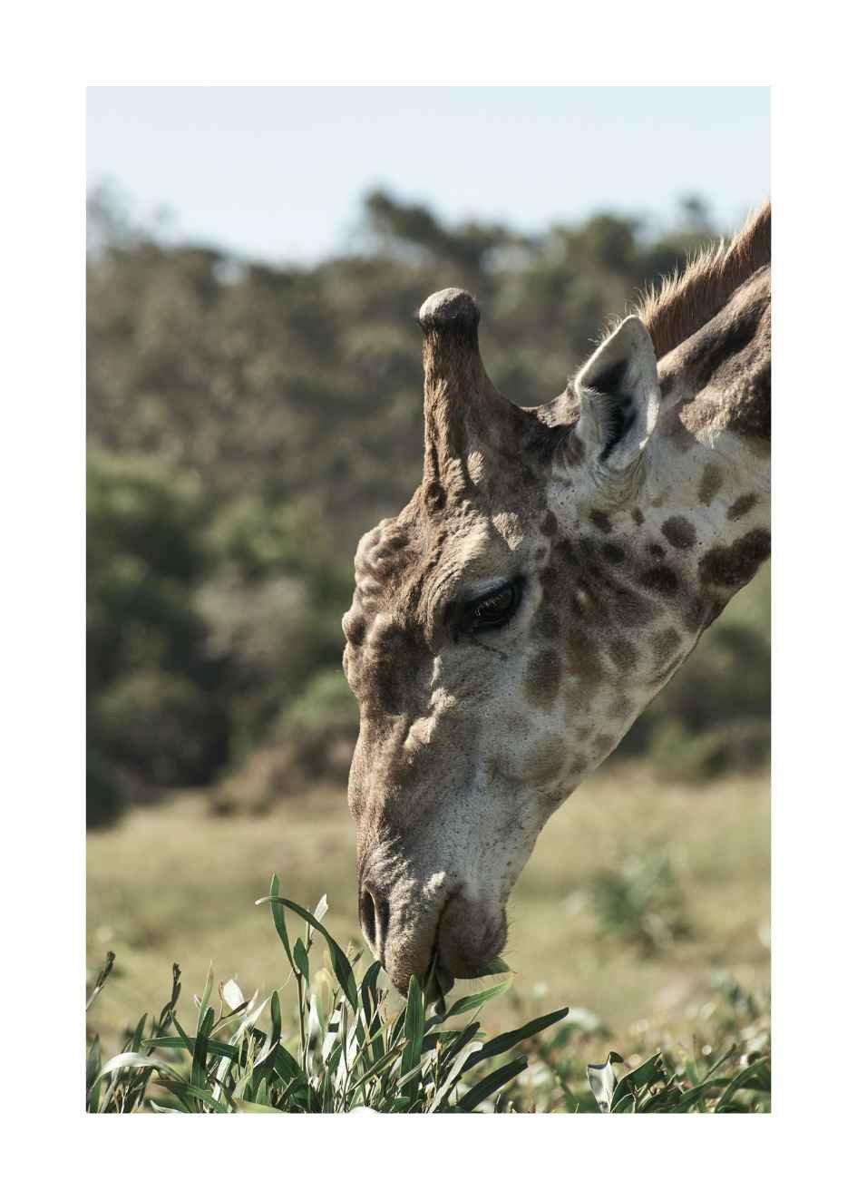 giraffen poster