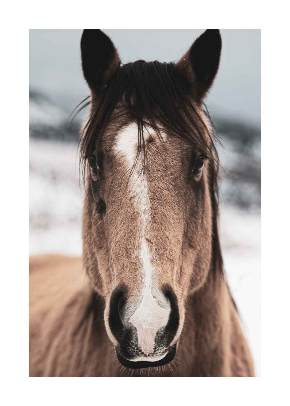 bilder von pferden
