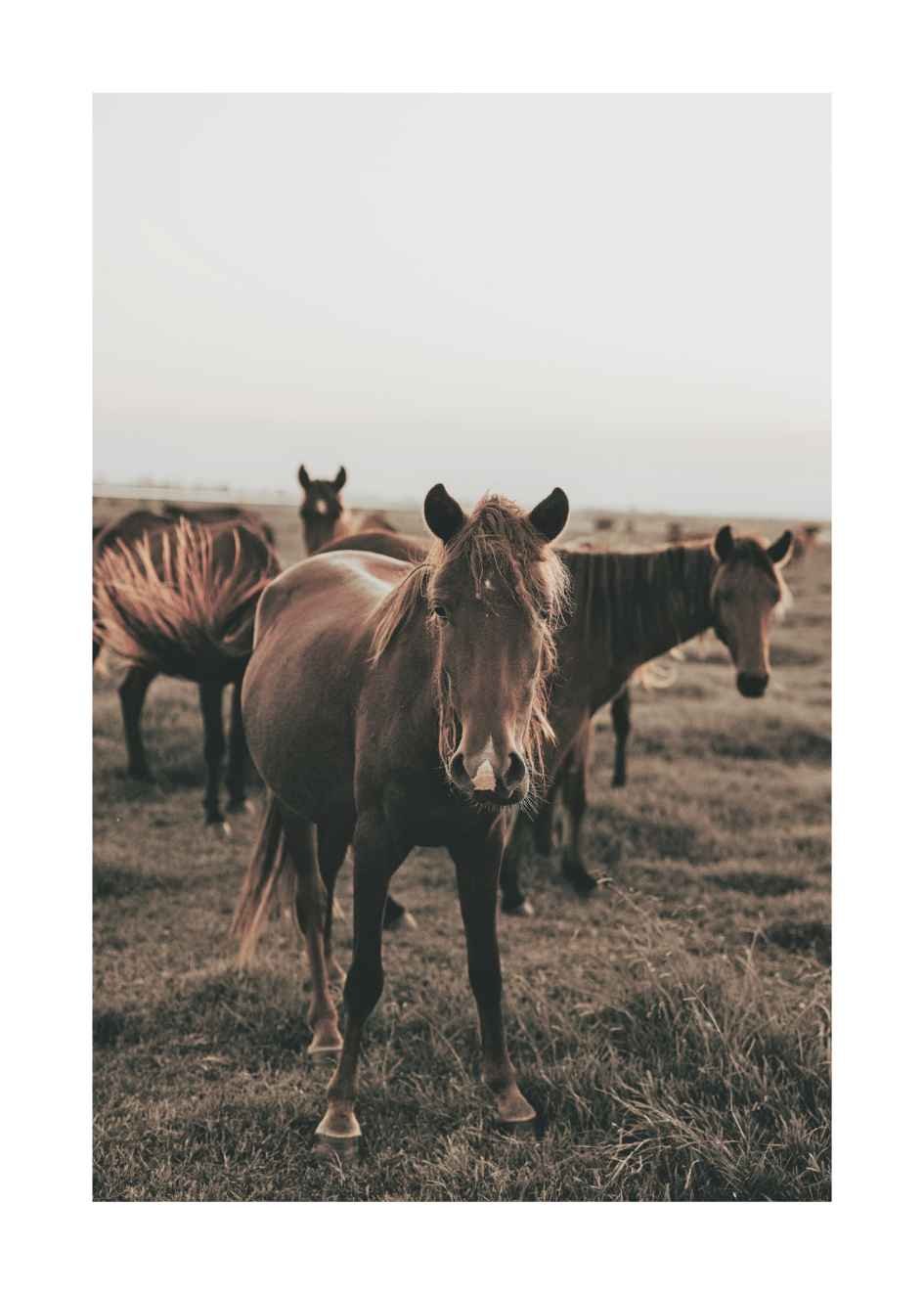 Plakat Koń