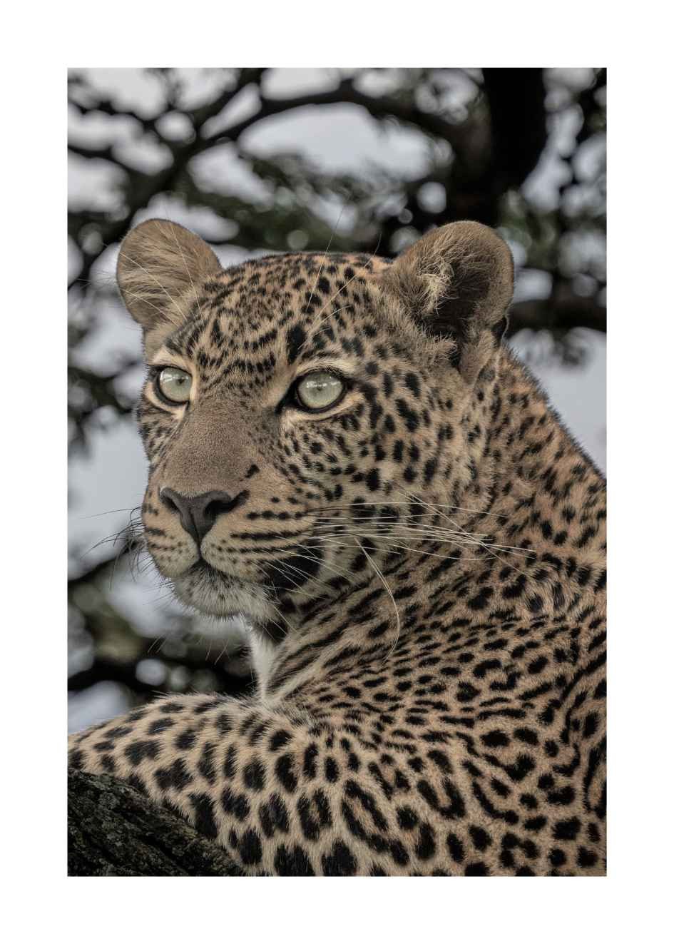 Poster Portrait of Leopard
