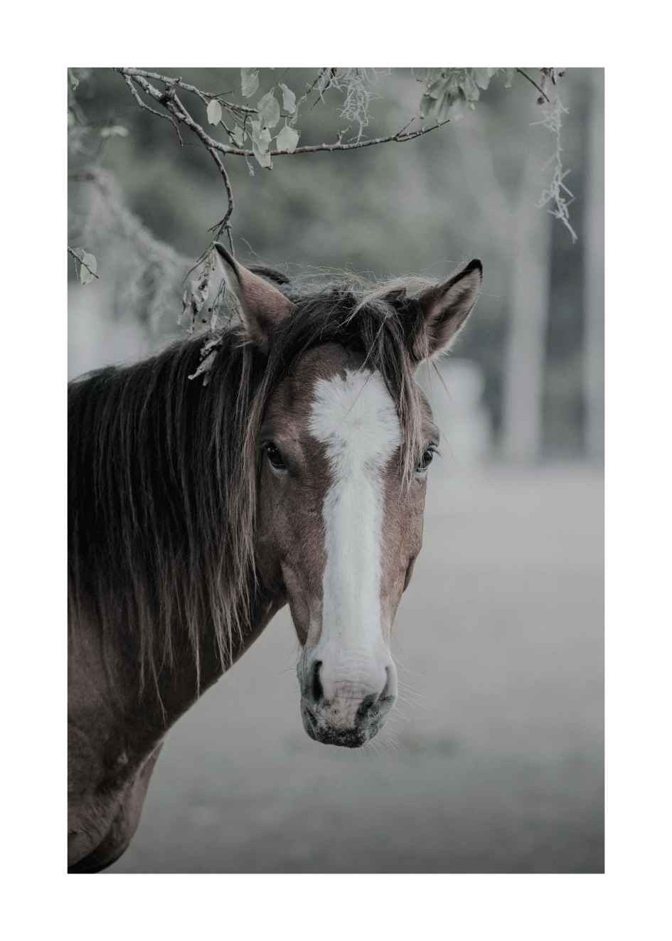 pferd foto und poster