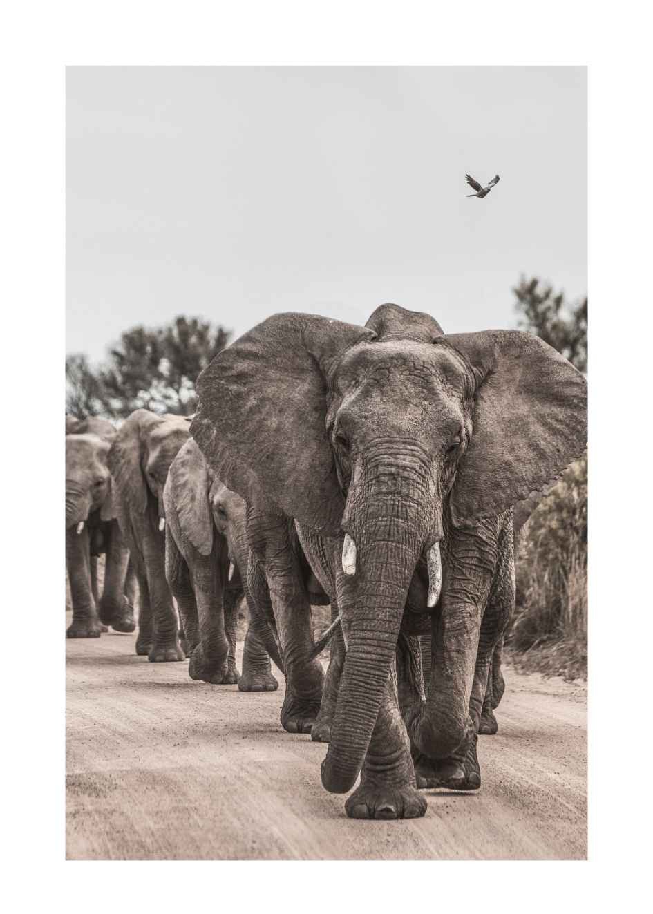 elefanten bilder und poster