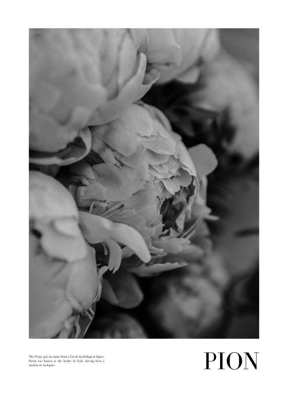 obrazy czarno białe kwiaty
