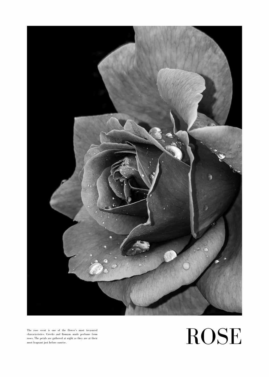 Rosen Bilder Schwarz Weiß