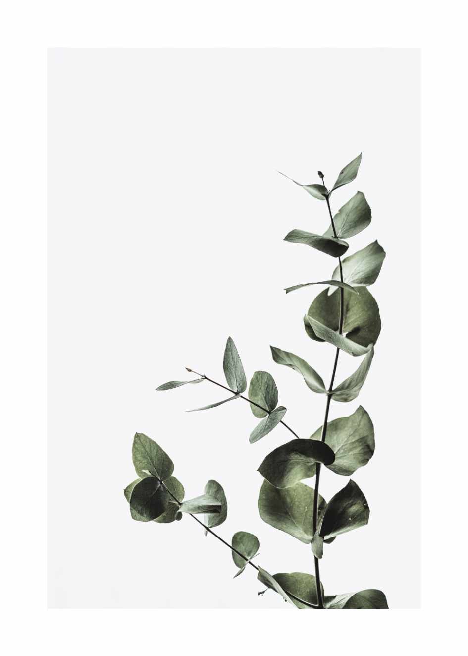 Poster Eukalyptus
