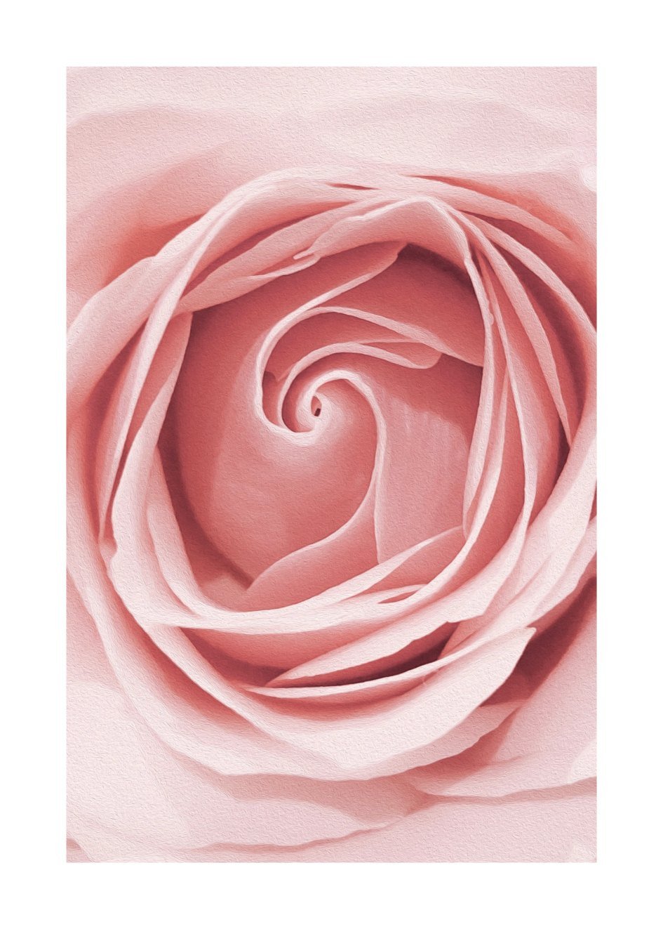 Poster Rose