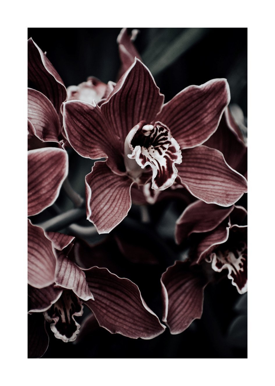 Orchideen Bilder