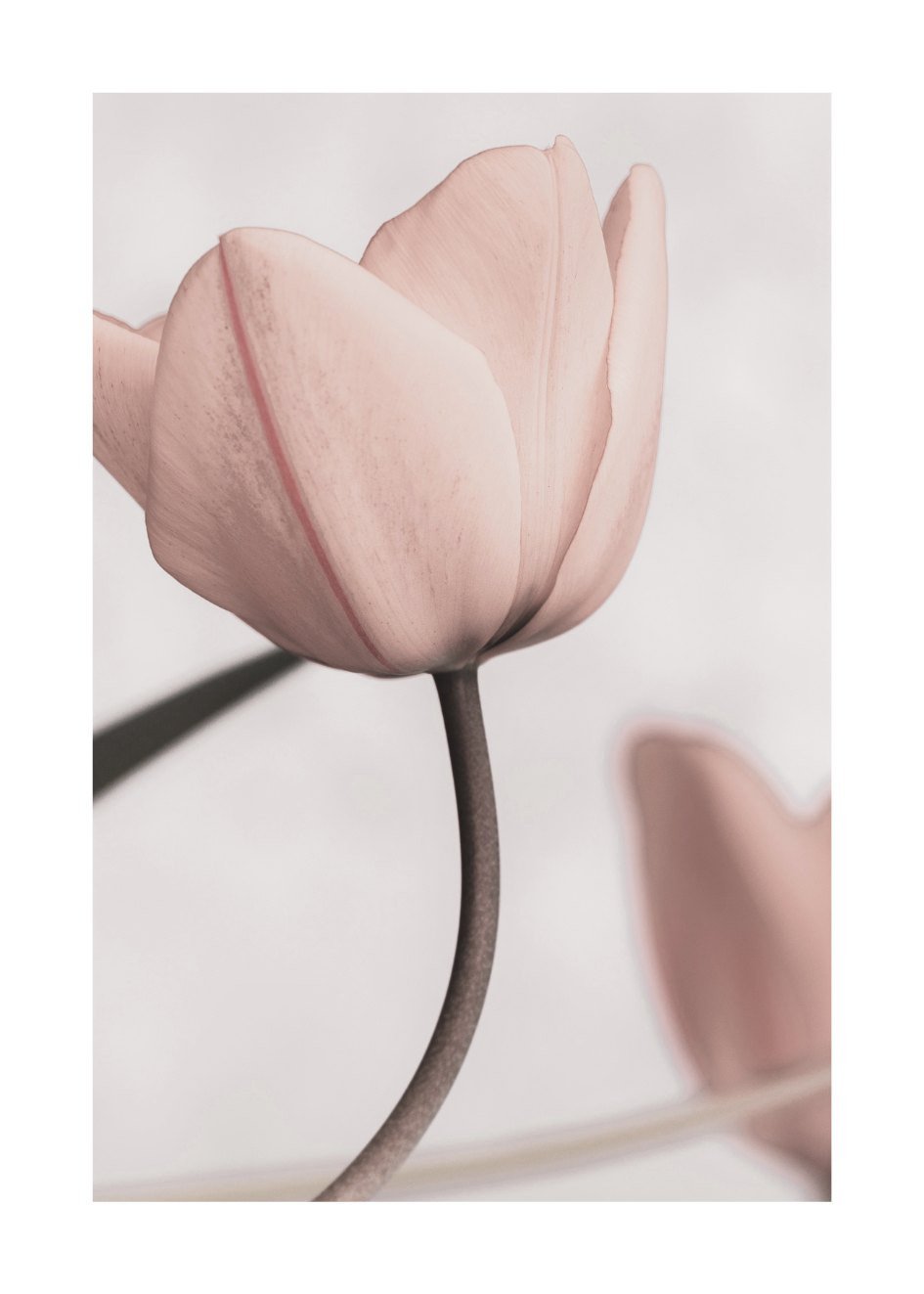 Poster Tulpen