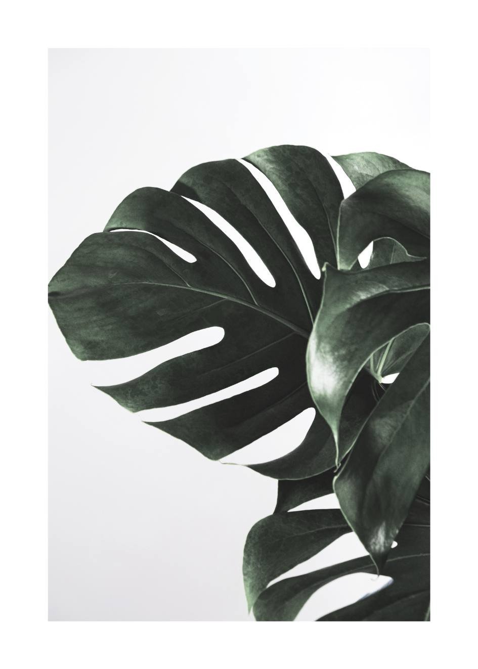 Poster Monstera