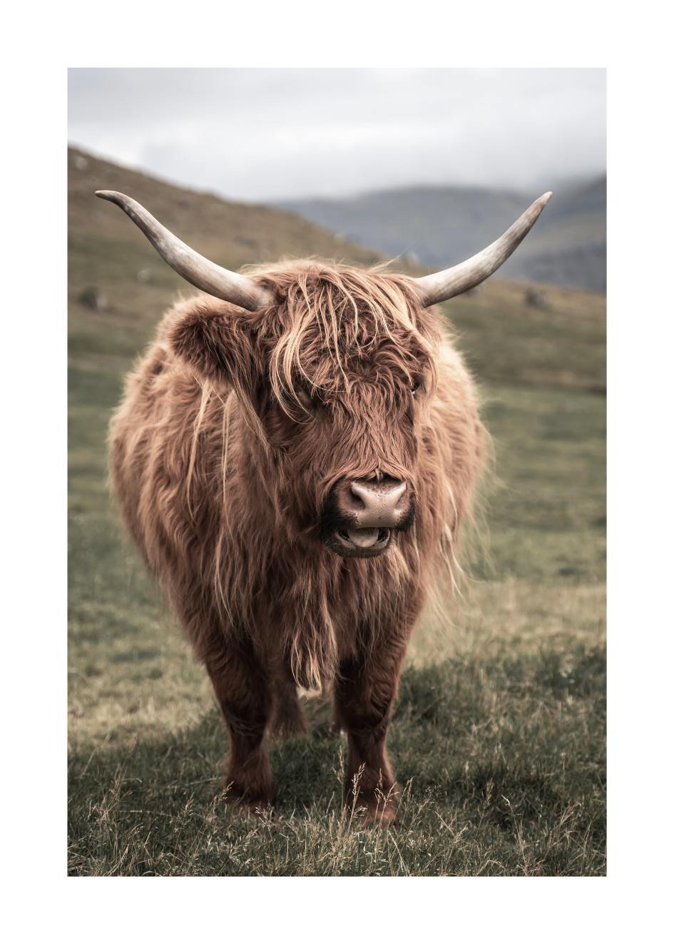 Poster Scottish Cow №2