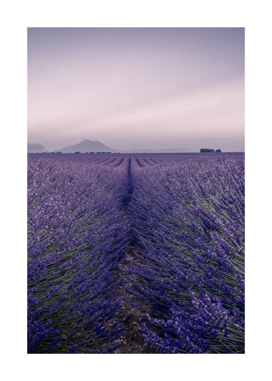 Poster Lavendel