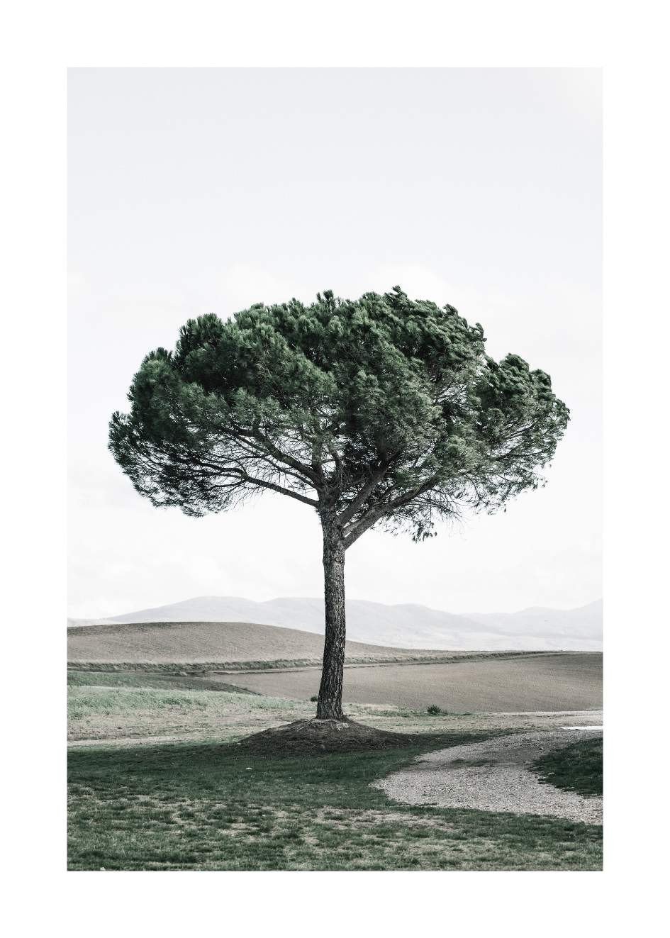 Poster Grüner Baum