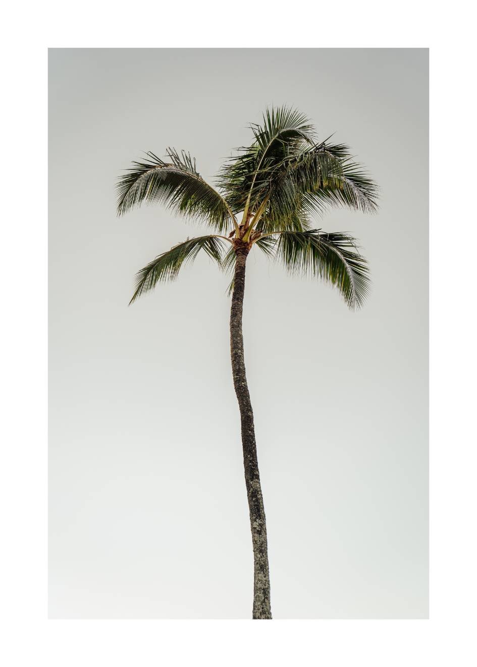 Palm Poster