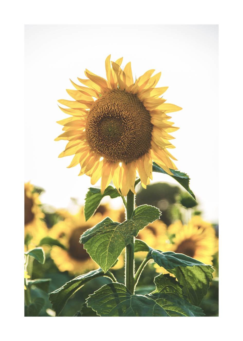 Sonnenblume Poster