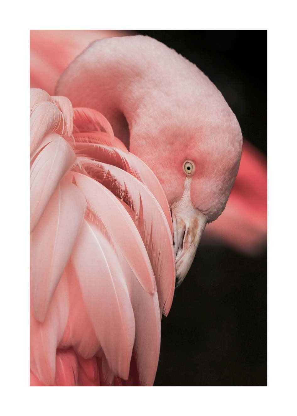 Plakat Flamingo