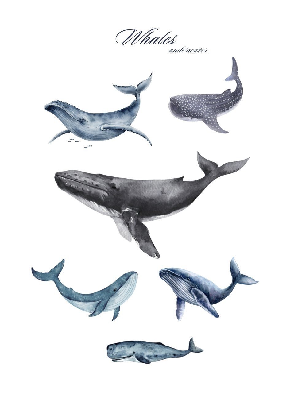 Plakat Wieloryby