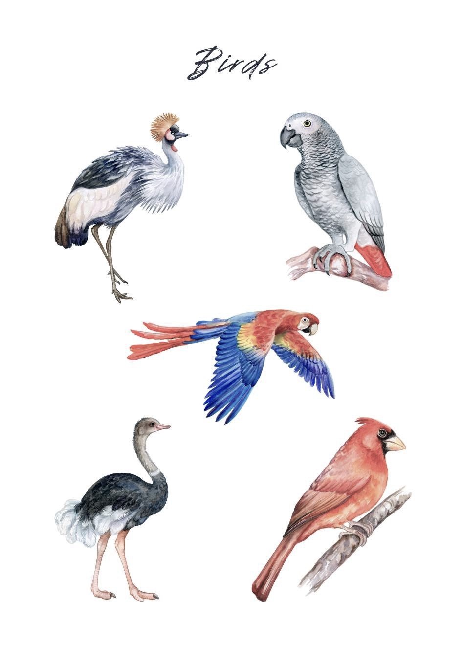 Plakat Ptaki