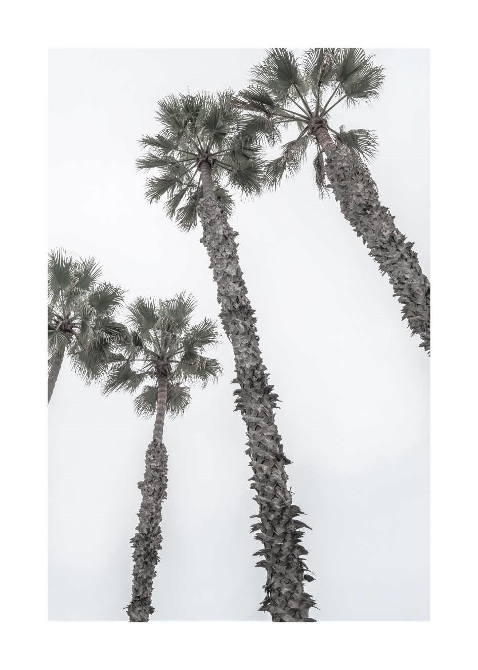 Palm Poster