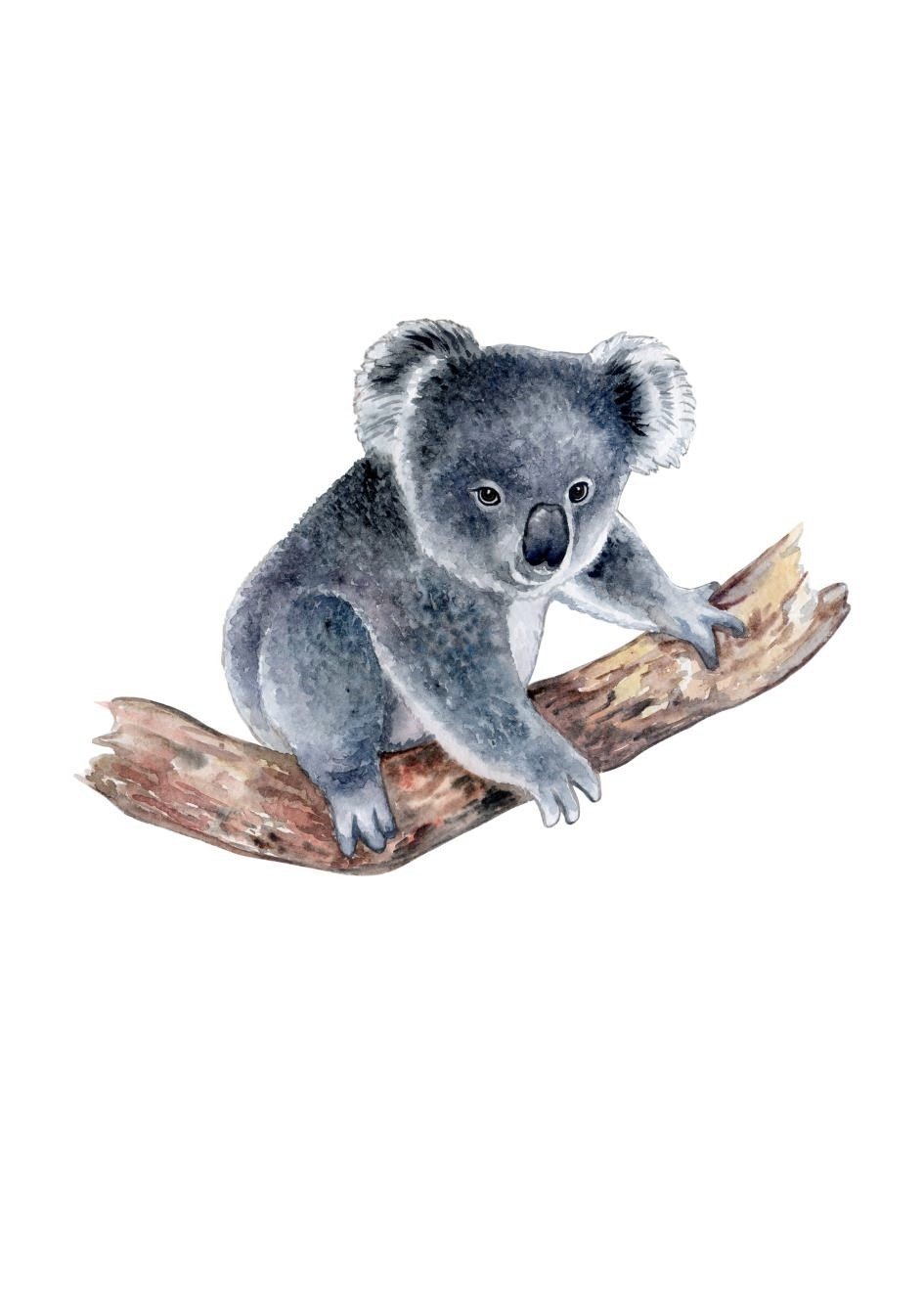 Koala Poster №.2