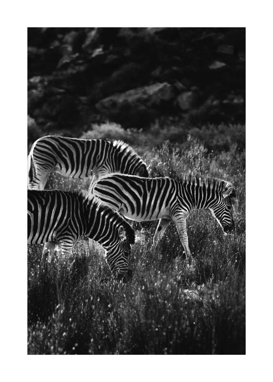 Tierbilder Schwarz Weiß