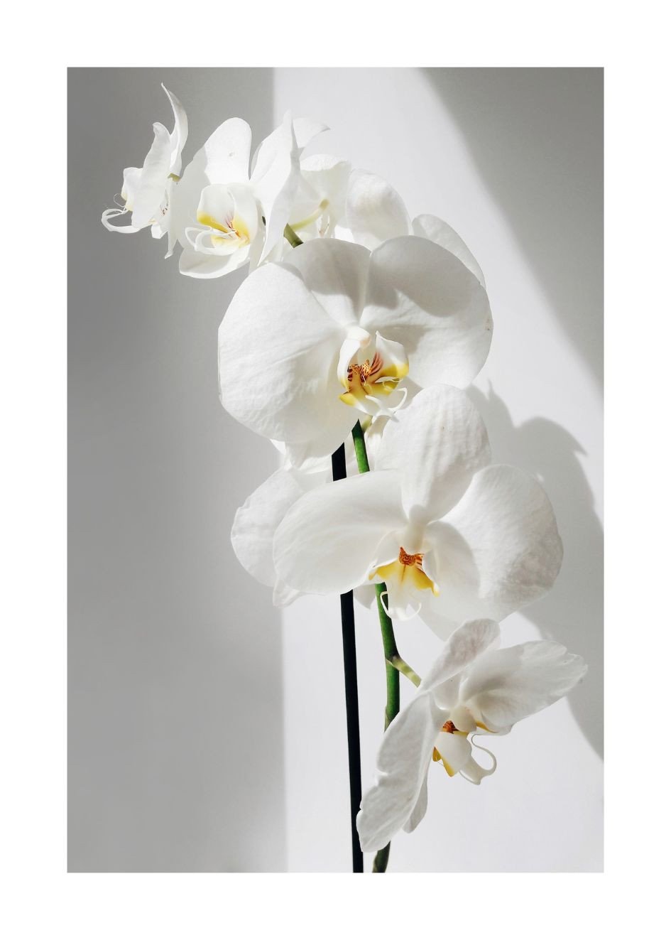 Poster Orchidee
