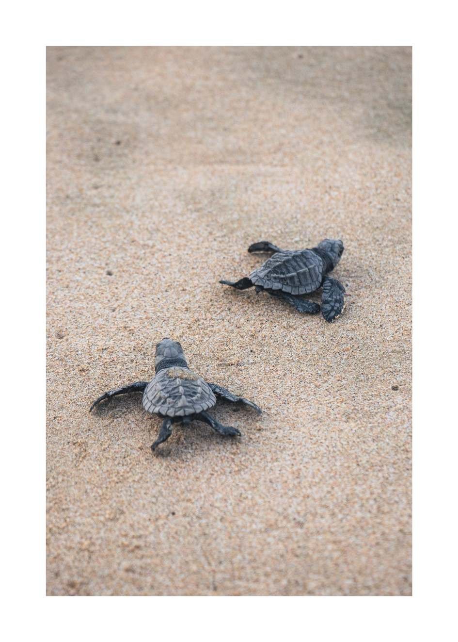 Poster Zwei Schildkröten
