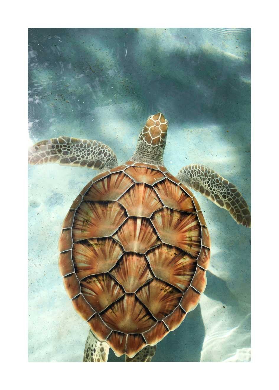 Poster Schwimmende Schildkröte