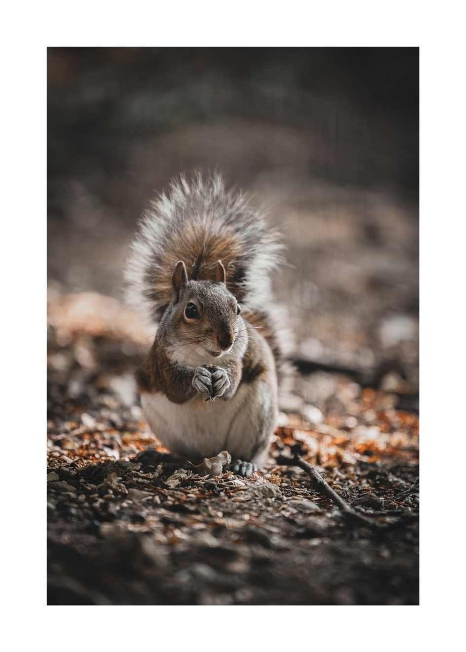 eichhörnchen bilder