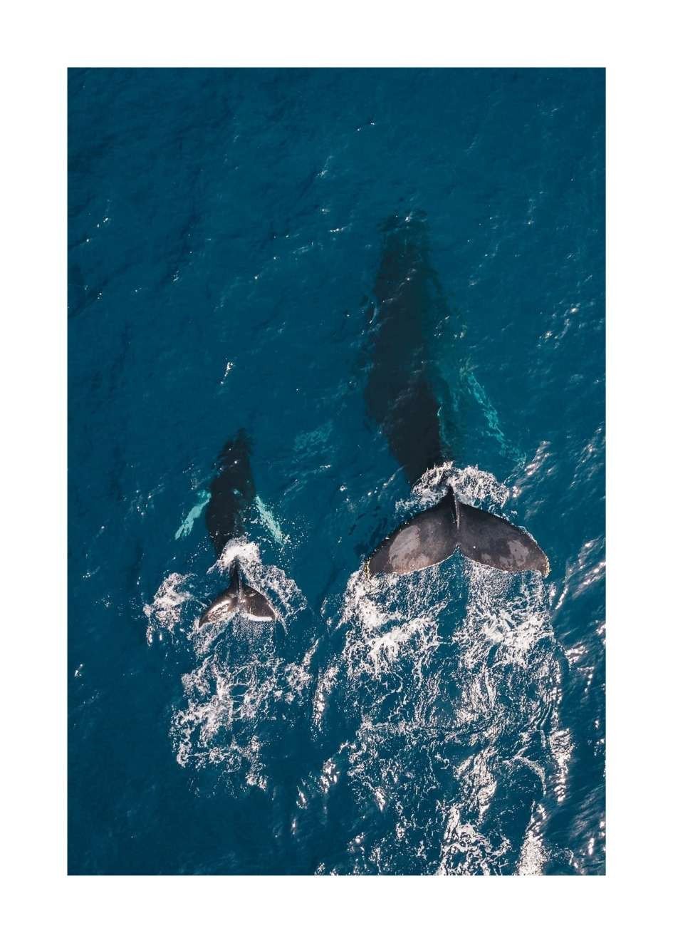 Wieloryby Plakat