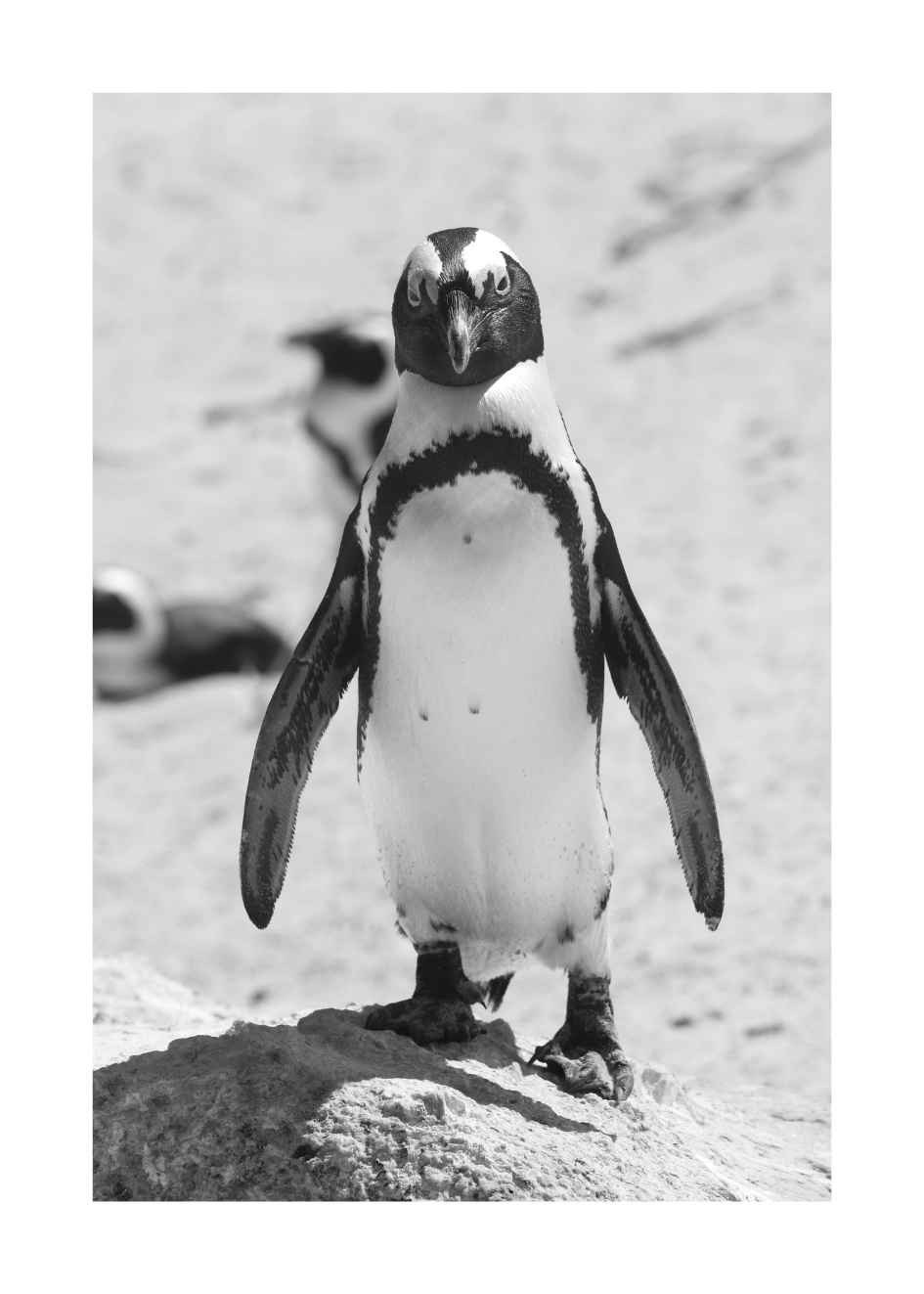 Pinguine Bilder