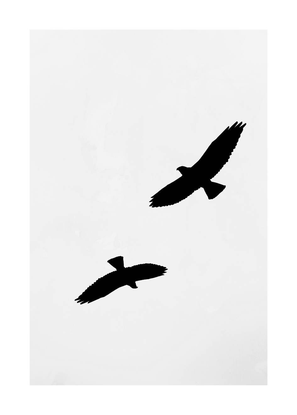 Vögel Poster